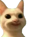 quirkycat quirkycat
