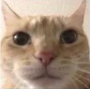 gatstare
