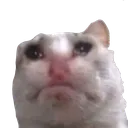 catsob