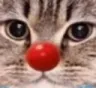 pouet