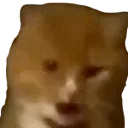 pog_cat pog_cat