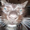 catbruh Discord emoji