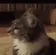 cat_shock_sal
