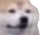bruhdogo bruhdogo
