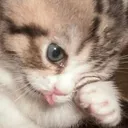 sadcat