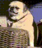 PugWave PugWave