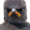 AngryBird