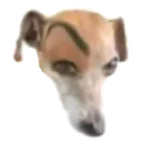 sus