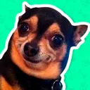 cachorro_do_know