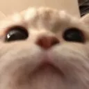 cutecat