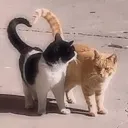 lovecats