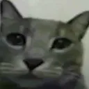 Cate