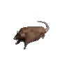 ratspin