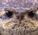 Stare