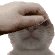 CattoPat Discord Emoji