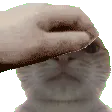 CattoPat