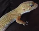 Steve2 Steve2