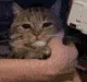 catcrypet