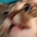 ccc_toast_stupid_rip_NF2U Discord emoji