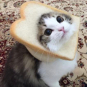 ss_catbread Discord emoji