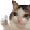 Cat Discord Emoji