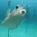 fish_kiss fish_kiss