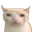 BruhCat BruhCat