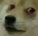dogesick