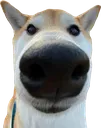 postthisdog postthisdog