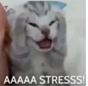 z_mbg_stress