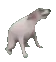 m_doguin