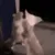 rats_fighting_fastest