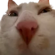 PogO