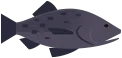 giantseabass