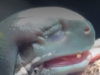 wail Discord emoji