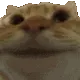 catnod