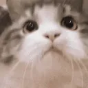 CatNod CatNod