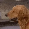 dogsweat dogsweat