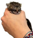 hamfisted Discord emoji