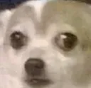 doge_uhoh