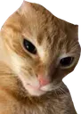 badcat badcat