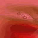 Peperee PepeREE Discord Emoji