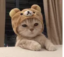 z_mbg_cat