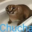 chucha chucha