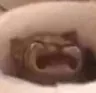 catscream~1 Discord Emoji