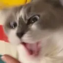 AAACat Discord Emoji