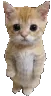 kittykat