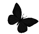 lil_butterfly