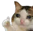 sadcat1like