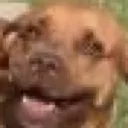 happyduke